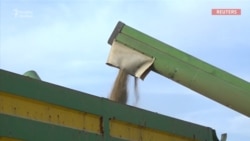 Ekspert: 'Rusiyadan buğda asılılığı çoxdan aradan qaldırılmalı idi'