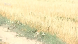 Чүй: суу жетпей куураган эгин талаа