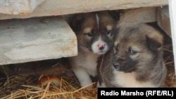 Иллюстрация сүрөт.