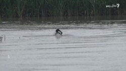 پاکستان: د باران او سېلاب له امله د مړو شمېر تر ۹۰۰ اوښتی