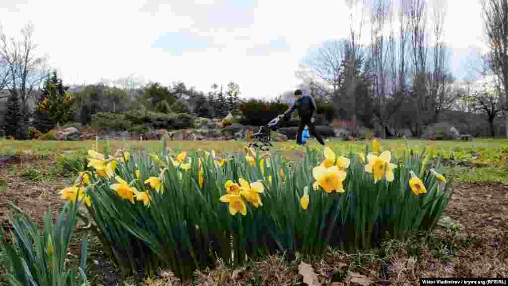 Sarı nargiz. Yüksekligi 20-25 santimetr ola bile