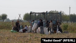 Copii din Tadjikistan la cules de bumbac.