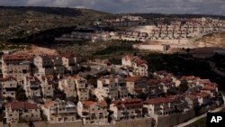 Эфрат конушу. Иордан дарыясынын батыш жээги, 10-март 2022-жыл 