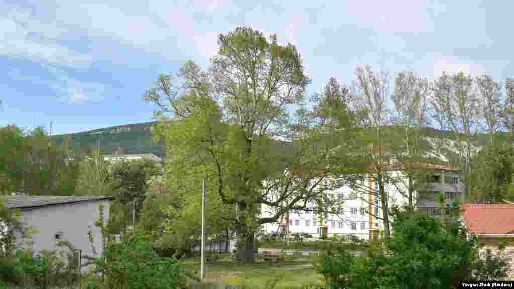 Платан Палласа, обхват дерева &ndash; 6,60 м, висота &ndash; близько 25 м, вік &ndash; понад 200 років. За переказами, в 1795 році академік Паллас посадив у центрі села платан, що зберігся до наших днів. Він є пам'яткою і зображений на гербі та прапорі Тернівки. Платан Палласа описаний в книзі КЕКЦ (Київський еколого-культурний центр) &laquo;500 видатних дерев України&raquo;