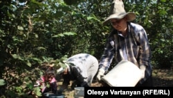 თხილის მოგროვების პროცესი გალის რაიონის სოფელ ნაბაკევში, 2013 წლის 6 სექტემბერი