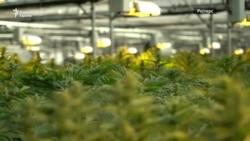 Северна Македонија и Лесото, со марихуана против сиромаштијата