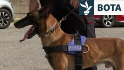 Beni dhe Lotusi: Qentë që ndalojnë drogën në kufirin e Malit të Zi me Shqipërinë