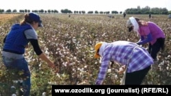 Muncitori culeg bumbac în regiunea Samarkand din Uzbekistan (fotografie de arhivă).