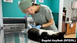 Бывший педагог, а теперь ветеринар Марина Ким осматривает пациента. Бесагаш, Талгарский район, 3 марта 2025 года