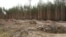 Вырубка в Нижнеольшанском лесу