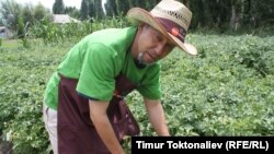 Манар-ата на своей онлайн-ферме, село Бирдик, Чуйская область, Кыргызстан.