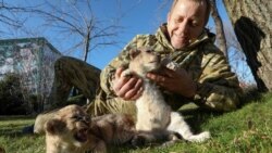 Зубков в тяжелом состоянии: напал лев из Мариуполя? (видео)