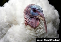 Індык, „памілаваны“ ў Дзень дзякаваньня прэзыдэнтам ЗША Джорджам Ў. Бушам. 2007 г.