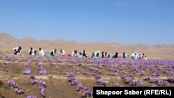 تغییرات اقلیمی و گرما تاثیرات منفی بر روند کشت زعفران در ولایت هرات بجا گذاشته است.