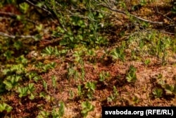 Марошка на балоце Ельня