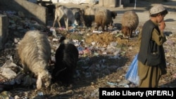 قندهار، آرشیف 