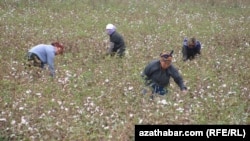 Сборщики хлопка. Туркменистан  