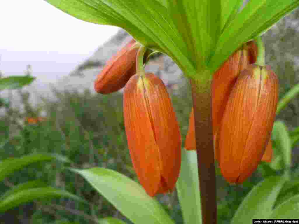 Гүлдүн жашын андагы коңгуроочолордун санынан билсе болот. Жыл сайын гүлгө бирден коңгуроочо кошулуп отурат.