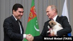 Türkmenistanyň prezidenti Gurbanguly Berdimuhamedow rus kärdeşi Wladimir Putine güjük sowgat berýär. Soçi, 11-nji oktýabr, 2017