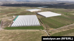 Ելակի ջերմոցները