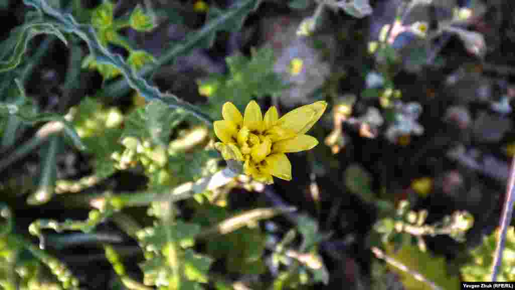 На скелях розпустився козелець кучерявий, званий також скорцонера. З давніх-давен вважалося, що він рятує від укусів отруйних плазунів. За Олександра Македонського прижився синонім &laquo;змієдушник&raquo;, але слов'яни козелець іменували чорним коренем