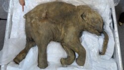 Мамонтту клондоо башталды