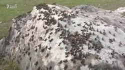 Очофатлар! Тожикистон жанубини чигиртка босди