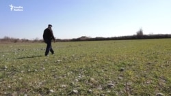 'Doyunca su tapa bilmirik' - Ucarda fermerlər susuzluqdan şikayətçidirlər