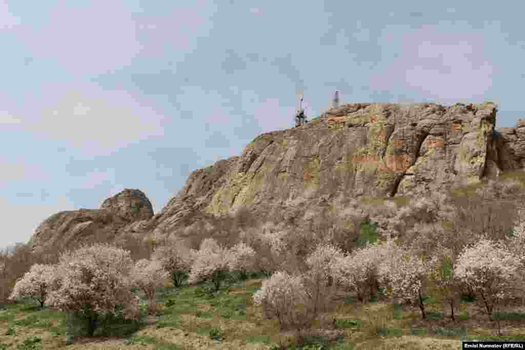 Южный склон горы утопает в цветущих деревьях и весенних цветах