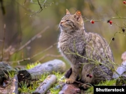 Эўрапейскі дзікі кот
