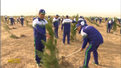 Diňle: Türkmenistanlylar öz dynç güni bag ekmäge mejbur boldular