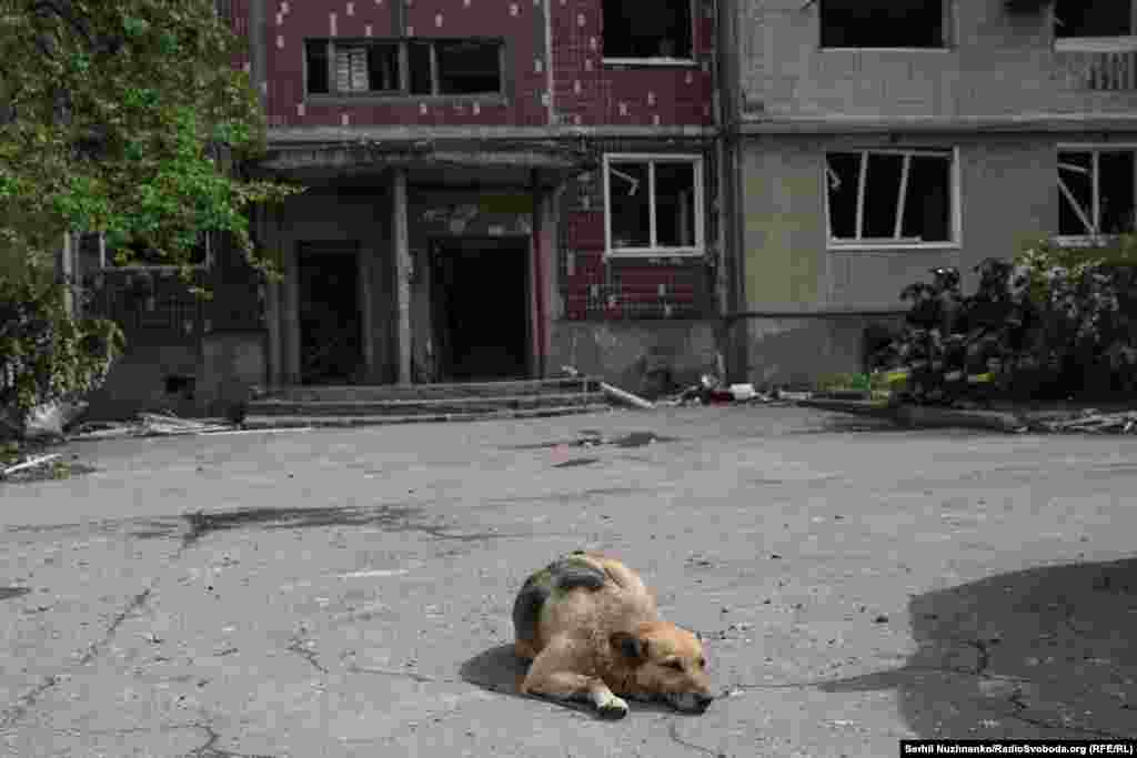 Alături de voluntari, autoritățile îi informează pe locuitorii rămași în oraș despre posibilitatea de a se evacua.Totuși, majoritatea locuitorilor, mulți dintre ei vârstnici, nu cunosc că există centre de adăpost pentru cei evacuați. Ei se ghidează mai degrabă după experiențele celor care s-au întors în oraș și consideră că plecarea spre o destinație necunoscută este o alegere mai rea decât a rămâne pe loc.