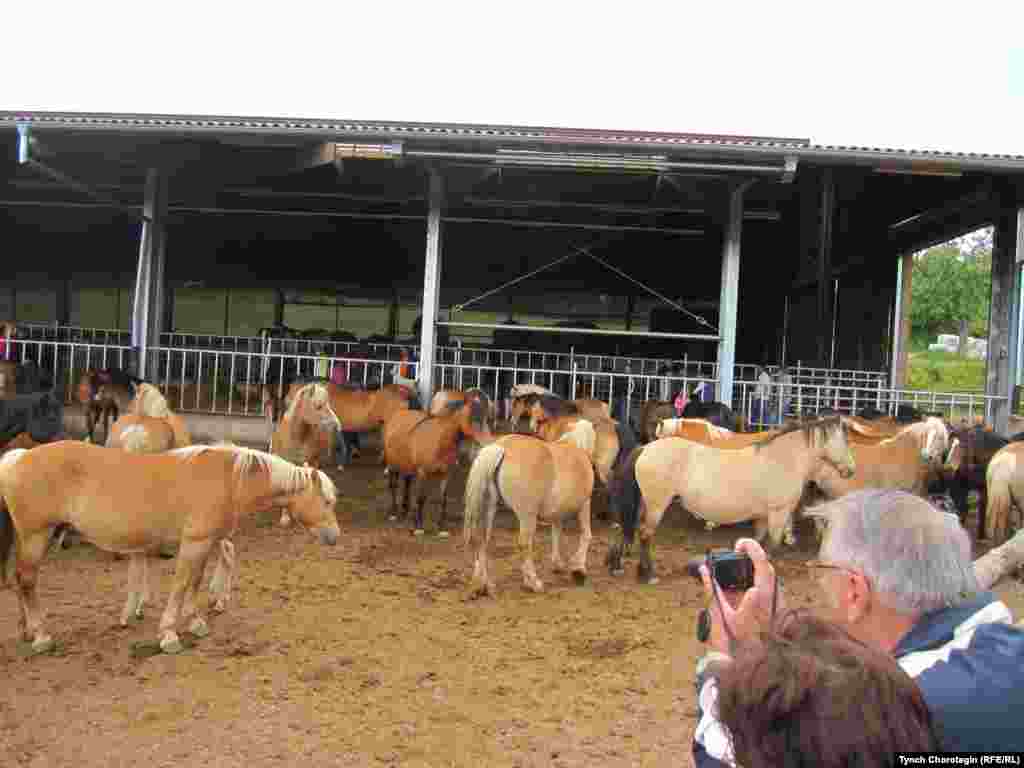 Гости фестиваля с радостью снимали на фото красивых коней. 