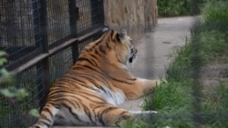 Один из тигров в парке «Тайган», архивное фото
