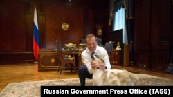 Дмитрий Медведев и щенок пятнистого алабая по кличке Айк, которого ему подарил президент Туркменистана Гурбангулы Бердымухамедов, 2019 год