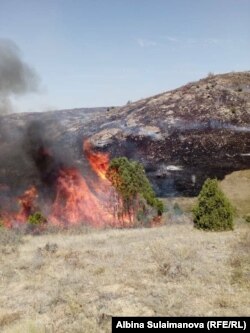 Алмалуу коругу, Талас. 7-август, 2018-жыл.