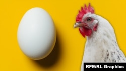 კვერცხის დეფიციტი ქართულ მეფრინველეობის ფერმებში გავრცელებულმა ქათმის გრიპმა გამოიწვია