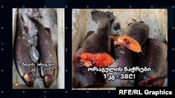 შეღებილი ცისარტყელა კალმახი