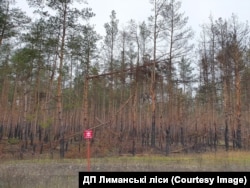 Заміновані Лиманські ліси