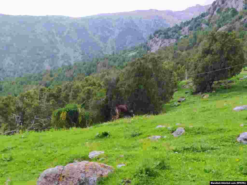 Кара-Кой жайлоосунда кара кийик (доңуз), карышкыр, түлкү, кашкулак, кийик, коён сыяктуу жапайы жаныбарлар бар.