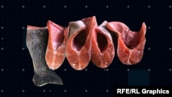 შეღებილი ცისარტყელა კალმახი