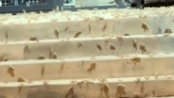 Diňle: Çekirtgeler ýurduň ösümlik dünýäsine howp salýar - hünärmen