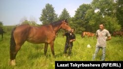 Эрмек Маматбакир уулу (бээнин жанында) менен Алымбек Абдрайазиз уулу (солдо) 