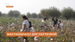 Ҷалби мактаббачаҳо ва коргарони давлатӣ ба пахтачинӣ дар Тоҷикистон
