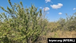Кусты барбариса без плодов в крымском предгорье в районе Белогорского района. Август 2025 года