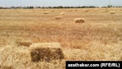 Türkmenistandaky ekin meýdanlaryň biri.