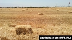 Снопы пшеницы в поле в окрестностях Туркменабата. Иллюстративное фото. 