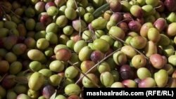 د ننګرهار زېتون