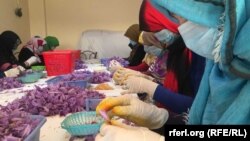 شماری از از کارگران زن در فصل چیدن زعفران در هرات