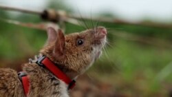 Kambodža u misiji deminiranja uz pomoć štakora